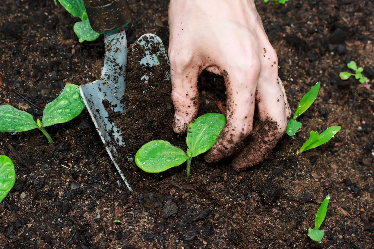 Compost utilisable en agriculture biologique